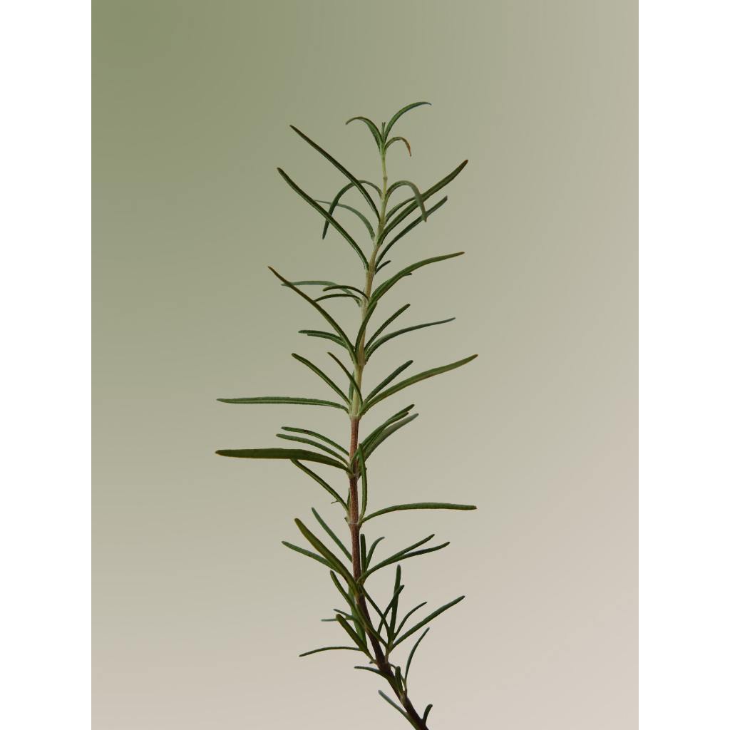 AROMATICA Rosemary Scalp Scrub 165g