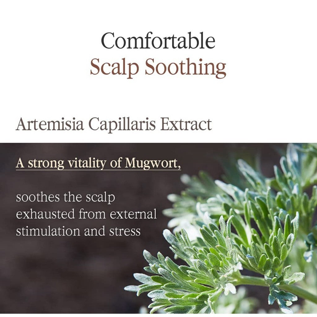 PYUNKANG YUL Herbal Hair Loos Control Shampoo, 500mL - Fermented Black Tea containing rich Ingredients polypheonol, catechin