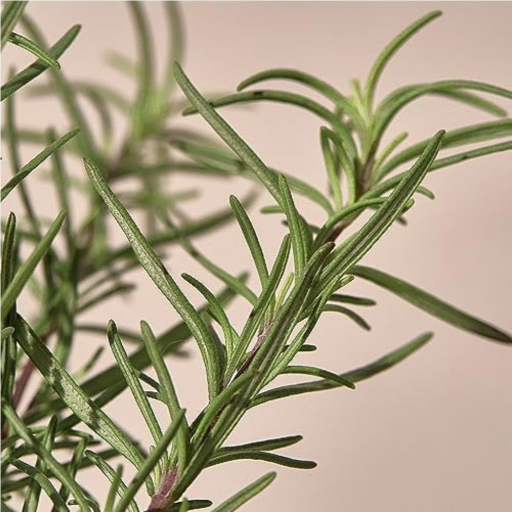 [KAINE] Rosemary Relief Gel Cleanser, 150 ml