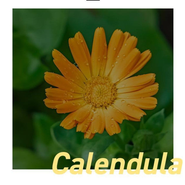 SHINGMULNARA Calendula Calming Toner 500ml